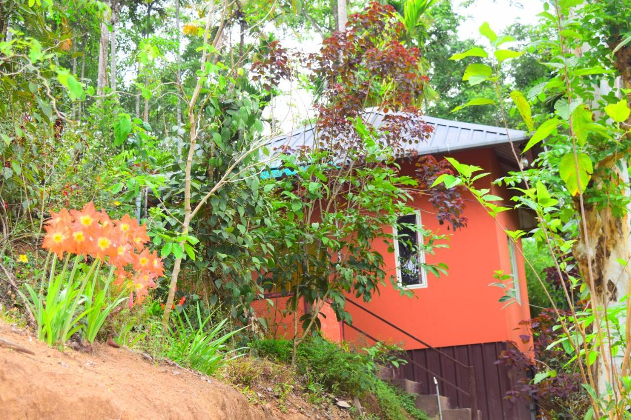 Pepper County Farm * Munnar